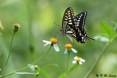 Papilio xuthus DSC_4074