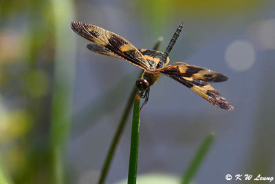 Rhyothemis variegata arria DSC_4183