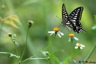Papilio xuthus DSC_4064