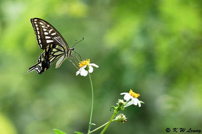 Papilio xuthus DSC_4078