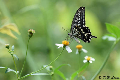 Papilio xuthus DSC_4068