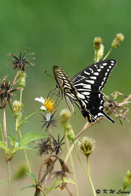 Papilio xuthus DSC_4055