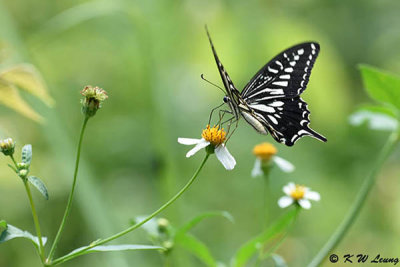 Papilio xuthus DSC_4070