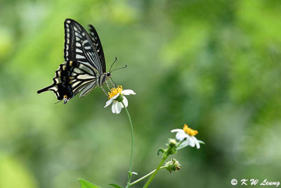 Papilio xuthus DSC_4081