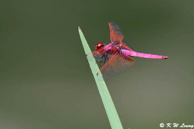 Trithemis aurora DSC_4492