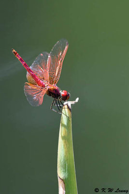 Trithemis aurora DSC_4498