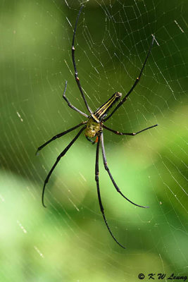 Nephila pilipes DSC_4920