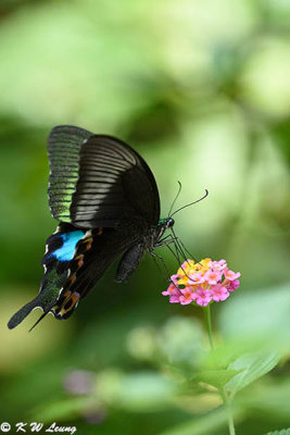 Papilio paris DSC_4930
