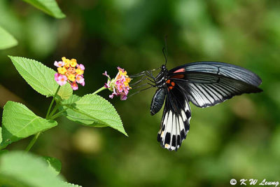 Papilio memnon DSC_4915
