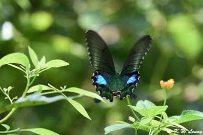 Papilio paris DSC_4933