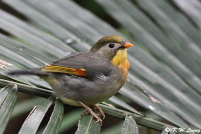 Red-billed Leiothrix DSC_6430