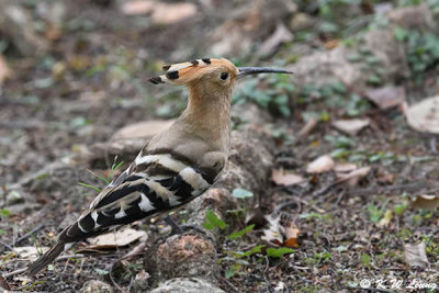 Eurasian Hoopoe DSC_0400