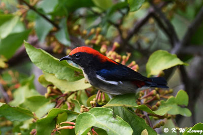Scarlet-backed Flowerpecker DSC_0806