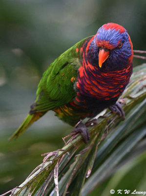 Rainbow Lorikeet DSC_8113