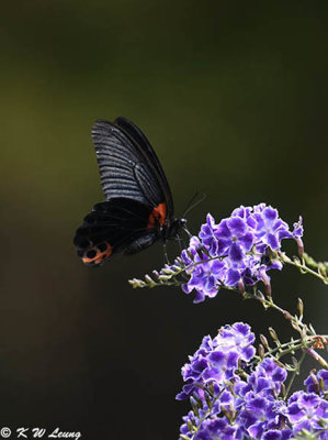 Papilio memnon DSC_8782