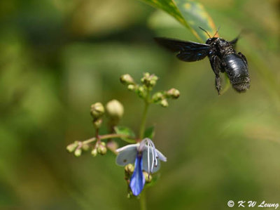 Xylocopa tenuiscapa DSC_9098