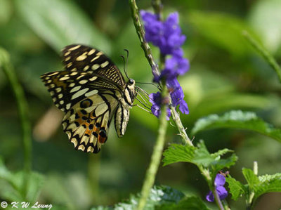 Papilio demoleus DSC_9052