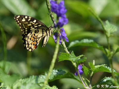 Papilio demoleus DSC_9054