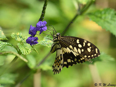 Papilio demoleus DSC_9068