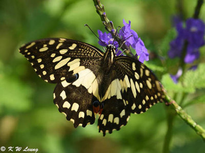 Papilio demoleus DSC_9074