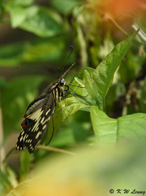 Papilio demoleus DSC_9079