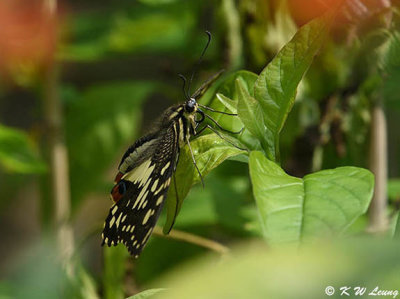 Papilio demoleus DSC_9086