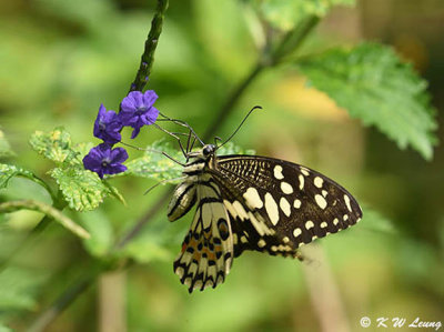 Papilio demoleus DSC_9064