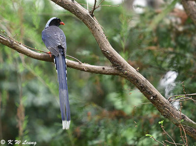 Blue Magpie DSC_8946