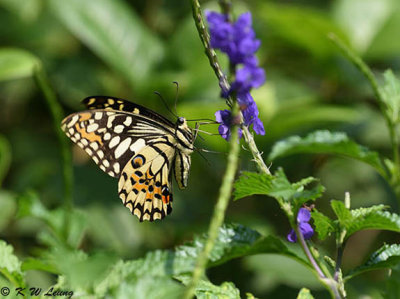 Papilio demoleus DSC_9049