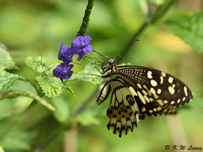Papilio demoleus DSC_9066