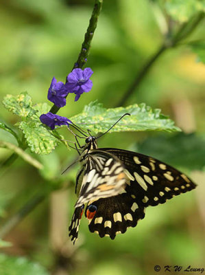 Papilio demoleus DSC_9061