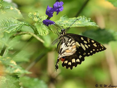 Papilio demoleus DSC_9060