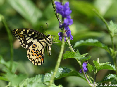 Papilio demoleus DSC_9051