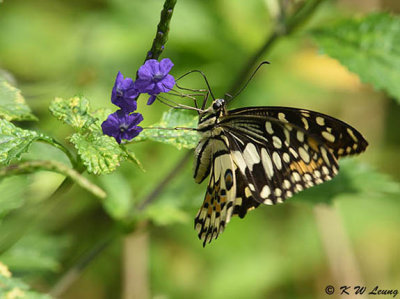 Papilio demoleus DSC_9067