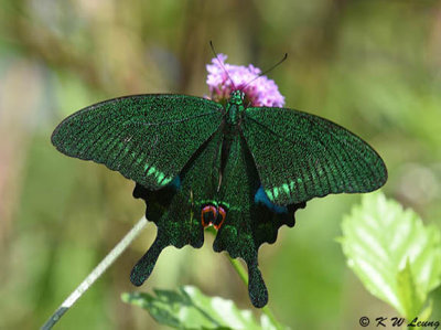 Papilio paris DSC_9322