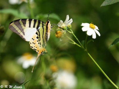 Pathysa antiphates DSC_9533