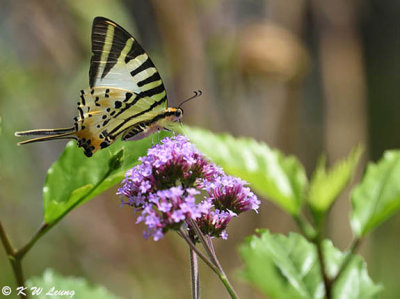 Pathysa antiphates DSC_9726