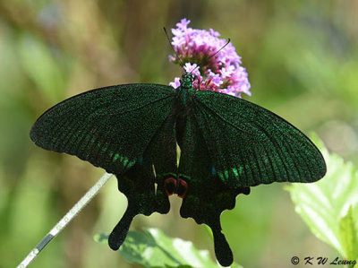 Papilio paris DSC_9321