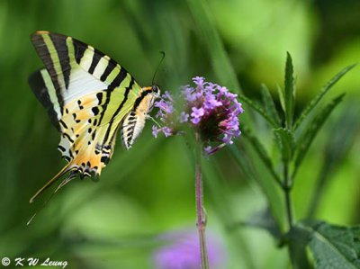 Pathysa antiphates DSC_9736
