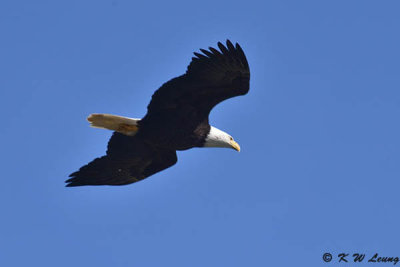 Bald eagle DSC_4312