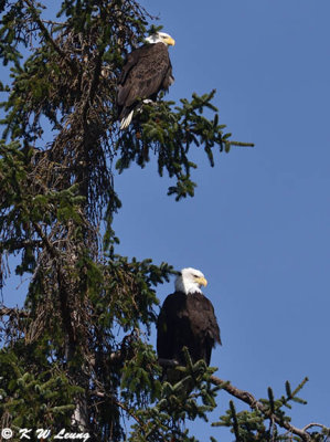 Bald eagles DSC_4307