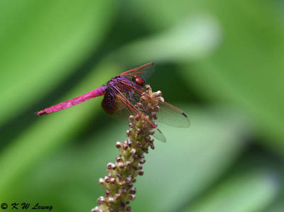 Trithemis aurora DSC_8042