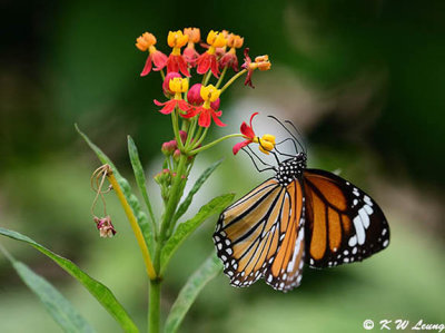 Danaus genutia DSC_7583