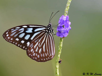 Ideopsis similis DSC_5157