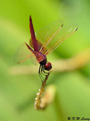 Trithemis aurora DSC_5232