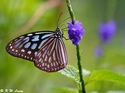 Ideopsis similis DSC_5160