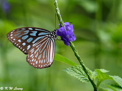 Ideopsis similis DSC_5163