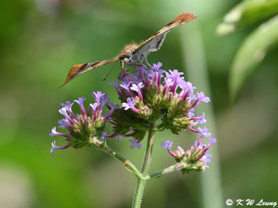 Odontoptilum augulatum DSC_1589