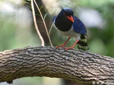Blue Magpie DSC_8345