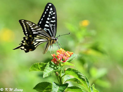 Papilio xuthus DSC_1632